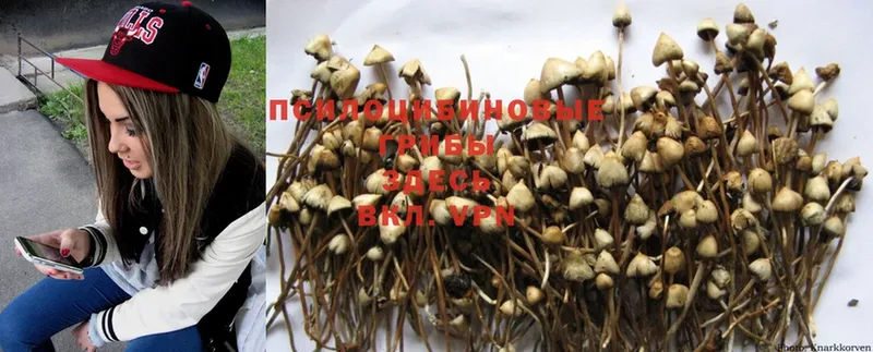 гидра ССЫЛКА  Кущёвская  Псилоцибиновые грибы MAGIC MUSHROOMS  купить  цена 